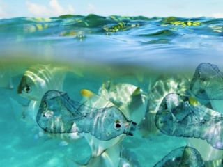 Plastic Free July